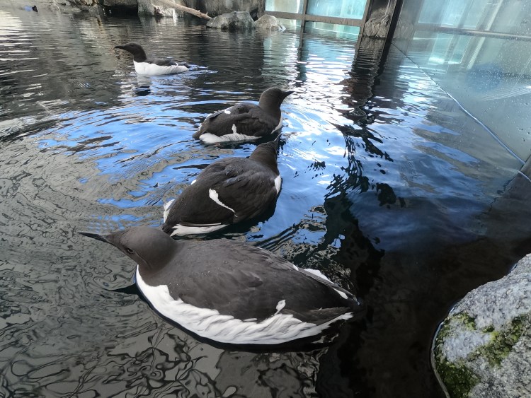 Murres on the water