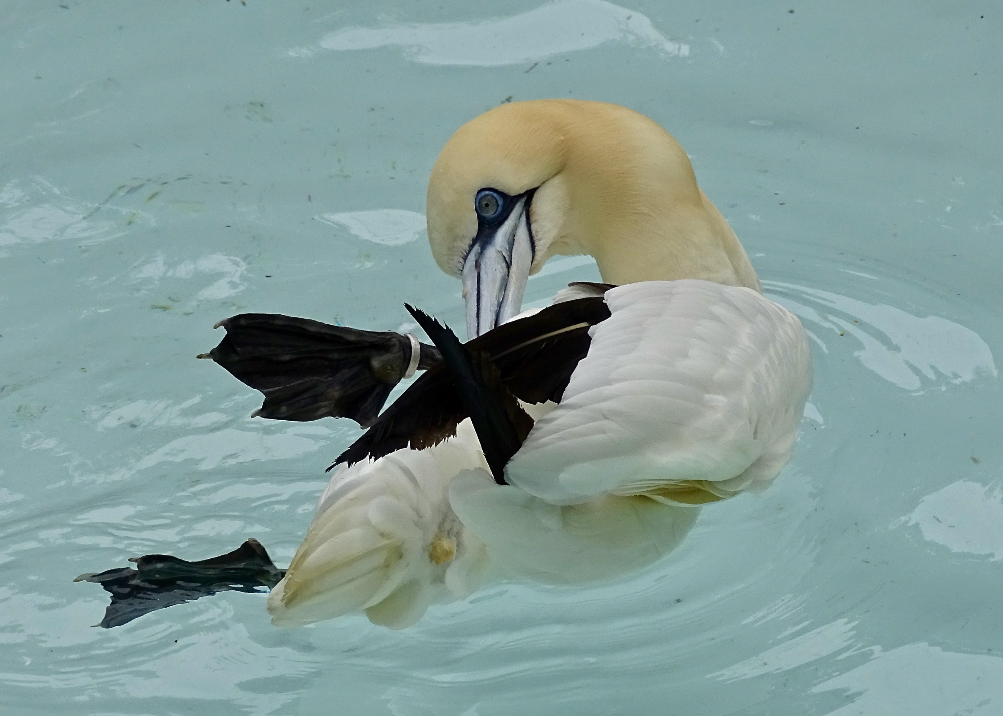 Aquatic behavior of birds